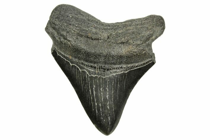 Fossil Posterior Megalodon Tooth - South Carolina #370030